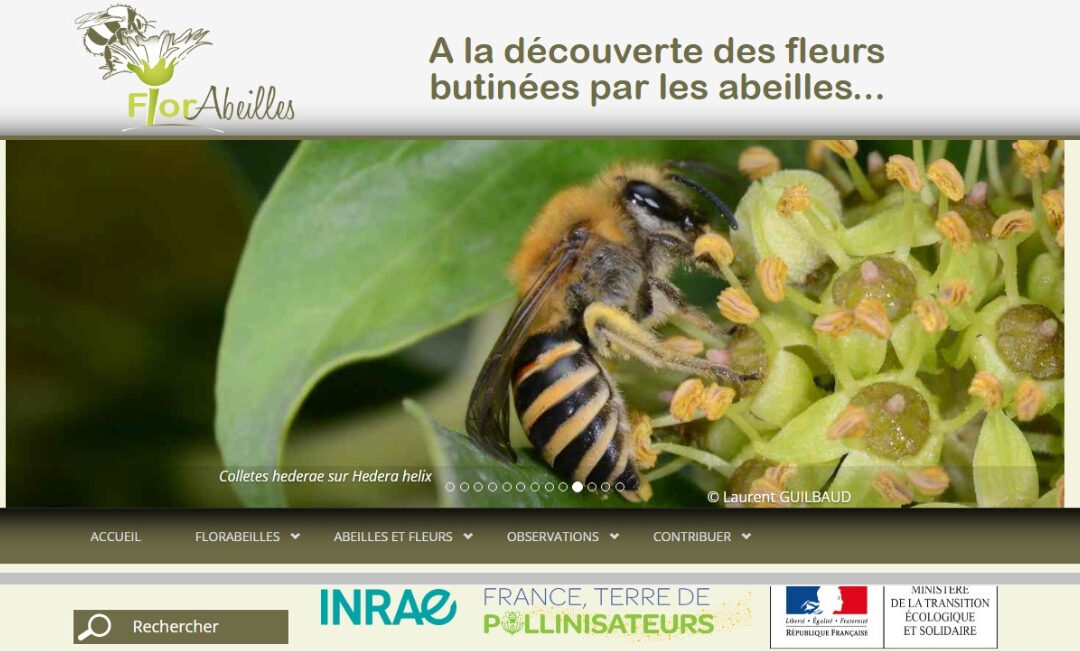 A la découverte des fleurs butinées par les abeilles