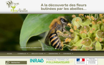 A la découverte des fleurs butinées par les abeilles