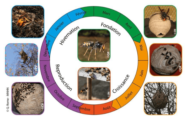 Cycle biologique du frelon asiatique
