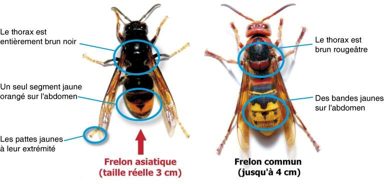 frelon asiatique versus européen Frelon asiatique mangeant une abeille