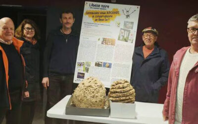 Sauzon – Le piégeage des frelons asiatiques a commencé