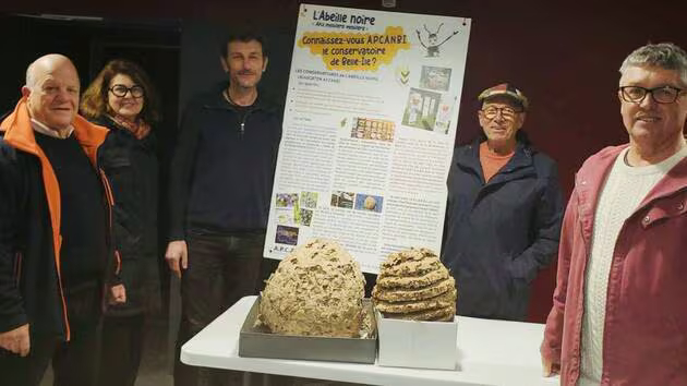 Sauzon – Le piégeage des frelons asiatiques a commencé